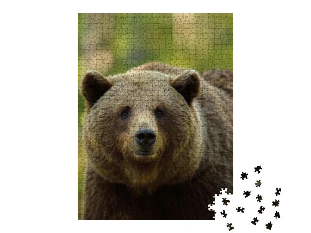 Brown Bear Ursus Arctos Portrait in Forest... Jigsaw Puzzle with 1000 pieces