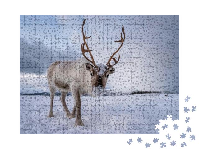 Portrait of a Reindeer with Massive Antlers Pulling Sleig... Jigsaw Puzzle with 1000 pieces