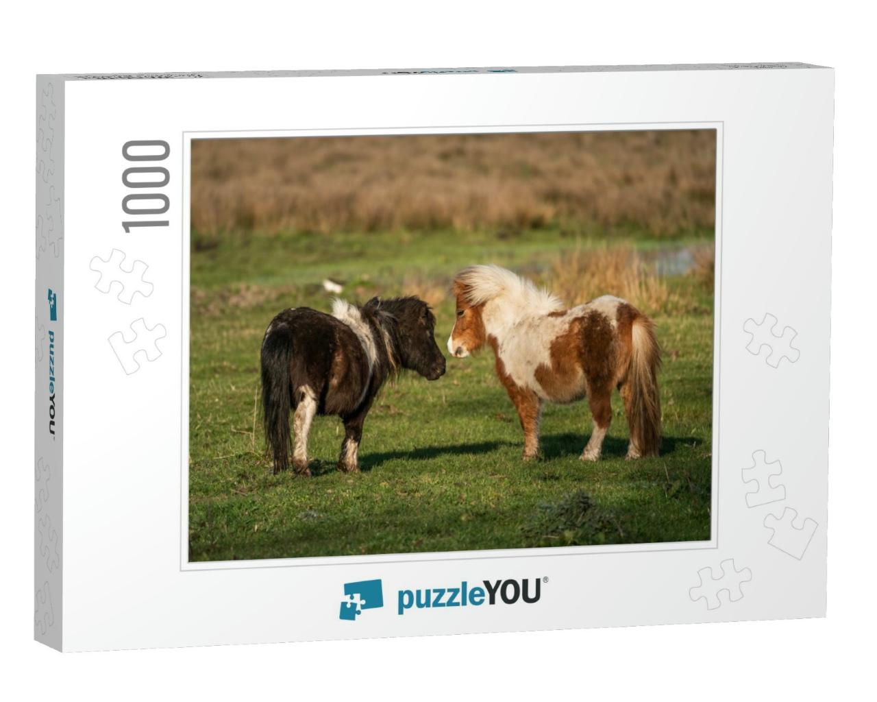 Pony Love. Shetland Ponies Playing At the Meadows of Limb... Jigsaw Puzzle with 1000 pieces