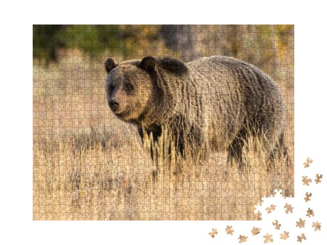 A Wild Sub-Adult Grizzly Bear Grazing in a Field At Sunse... Jigsaw Puzzle with 1000 pieces