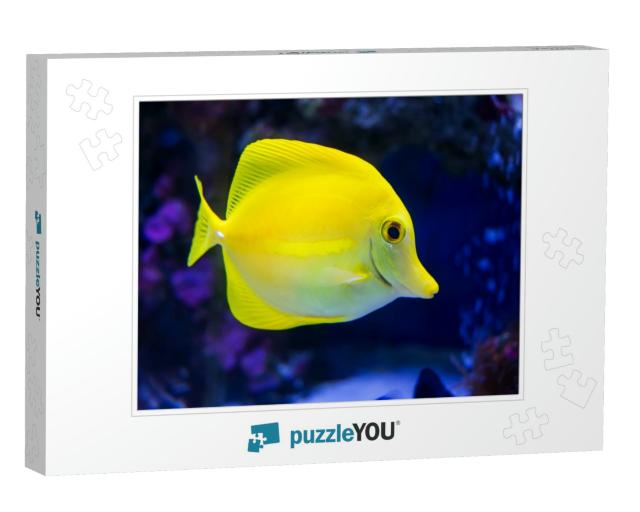 A Tropical Yellow Surgeon Fish Swimming in a Fishtank. Ho... Jigsaw Puzzle
