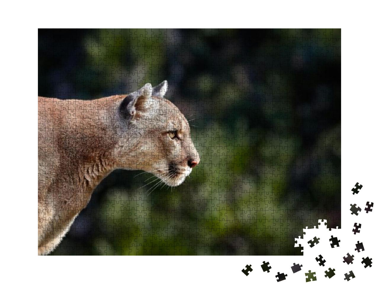 Portrait of Beautiful Puma. Cougar, Mountain Lion... Jigsaw Puzzle with 1000 pieces