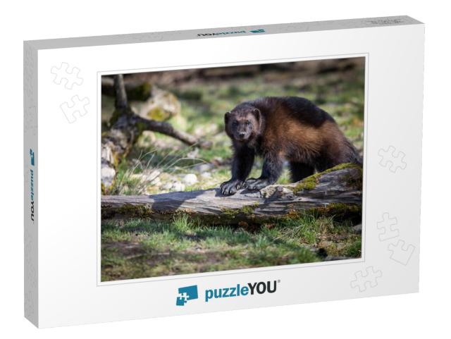 Wolverine Glouton Animal... Jigsaw Puzzle