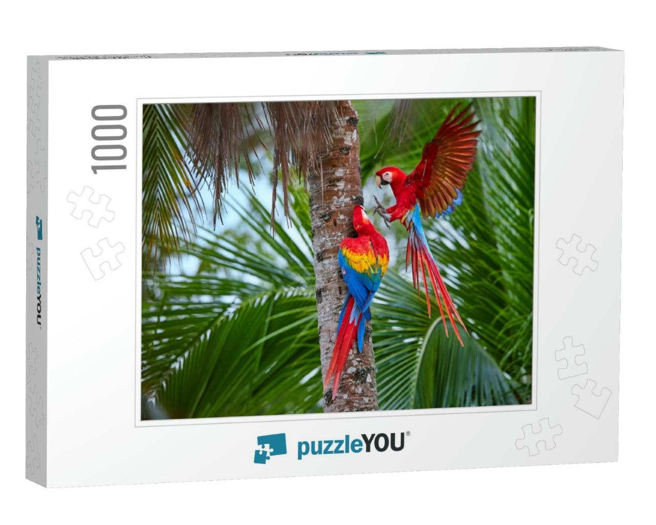 Two Ara Macao, Scarlet Macaw, Pair of Big, Red Colored, A... Jigsaw Puzzle with 1000 pieces