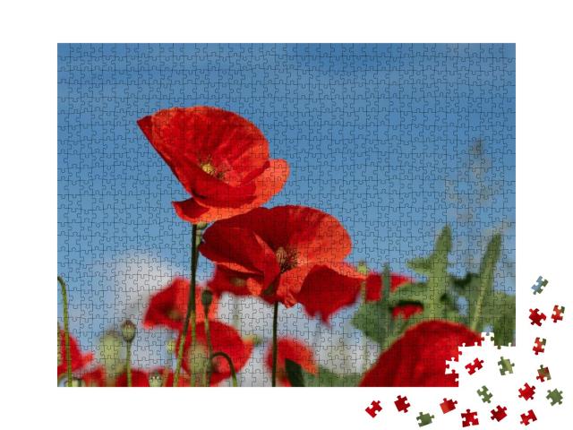 Bright Red Corn Poppy Growing Outdoors in a Poppy Field i... Jigsaw Puzzle with 1000 pieces