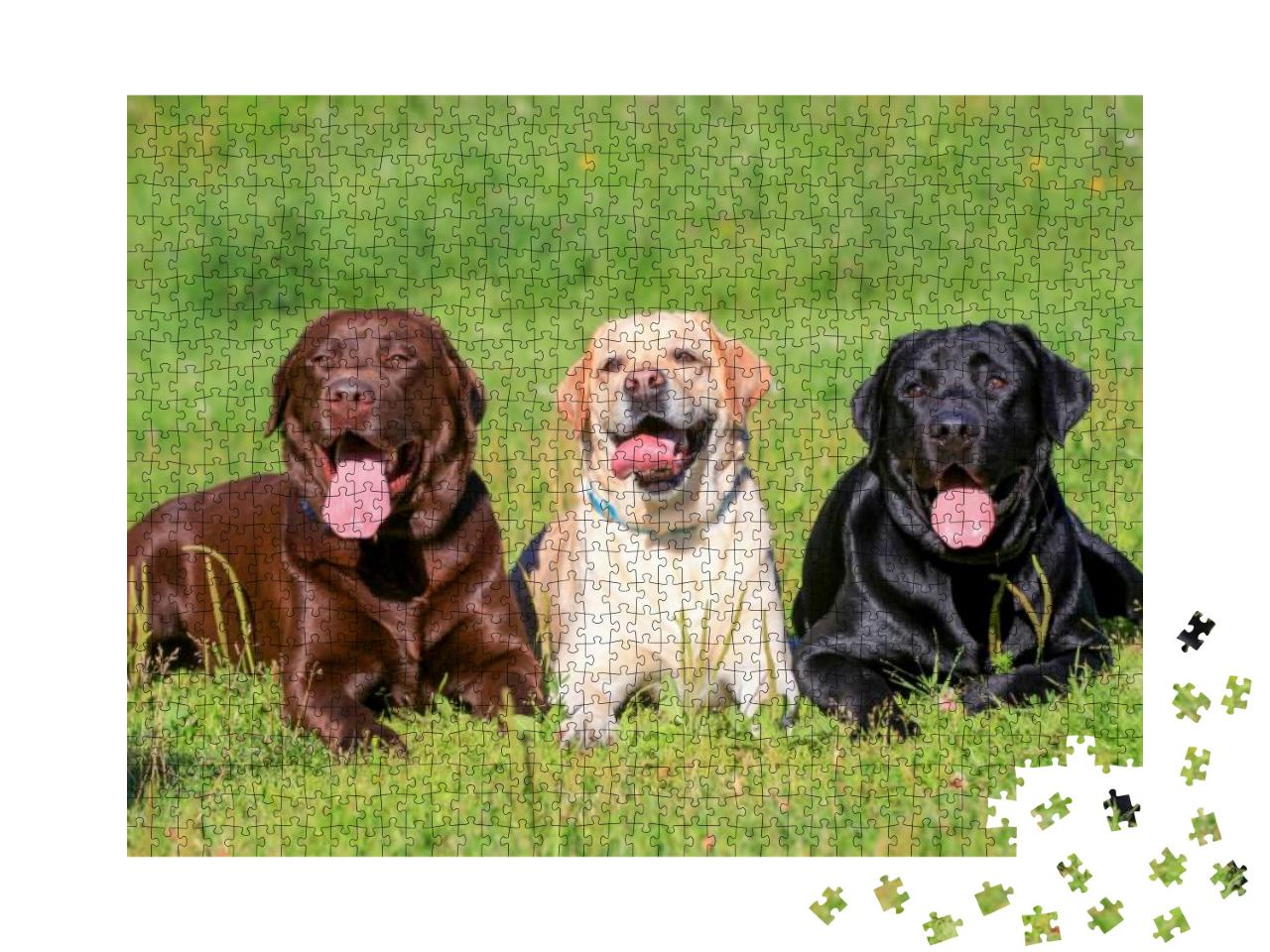 Three Labrador Retriever Dogs on the Grass, Black, Chocol... Jigsaw Puzzle with 1000 pieces