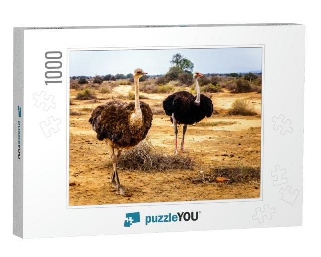 Female & Male Ostrich At an Ostrich Farm in Oudtshoorn in... Jigsaw Puzzle with 1000 pieces