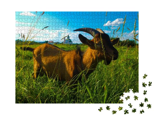 Domestic Goat Eating Juicy Grass in a Village Field... Jigsaw Puzzle with 1000 pieces
