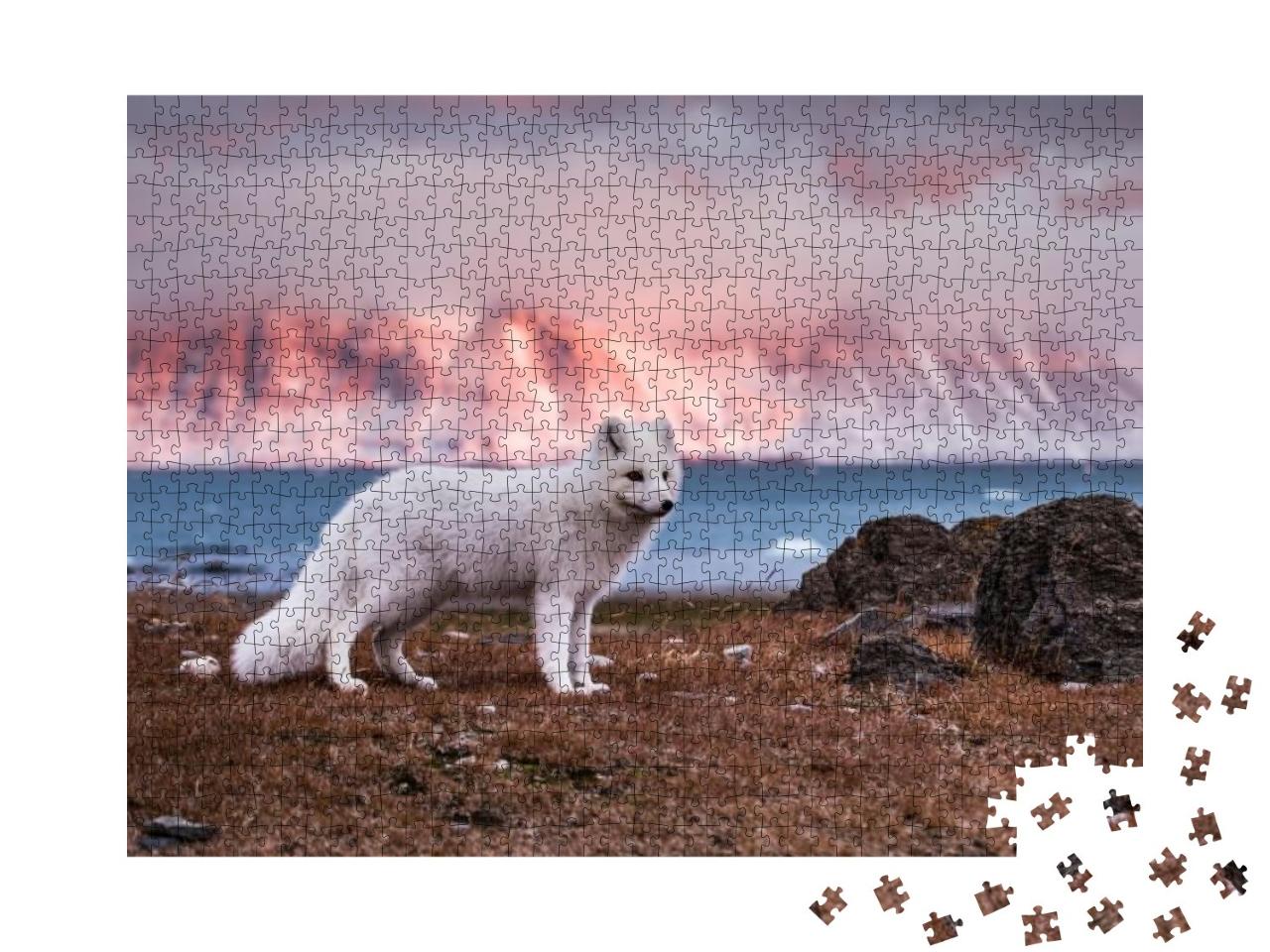 Arctic Fox in the Rays of the Autumn Sun... Jigsaw Puzzle with 1000 pieces