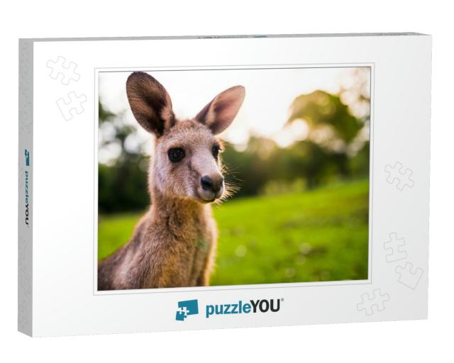 Young Kangaroo on East Coast of Australia. Close Up of He... Jigsaw Puzzle