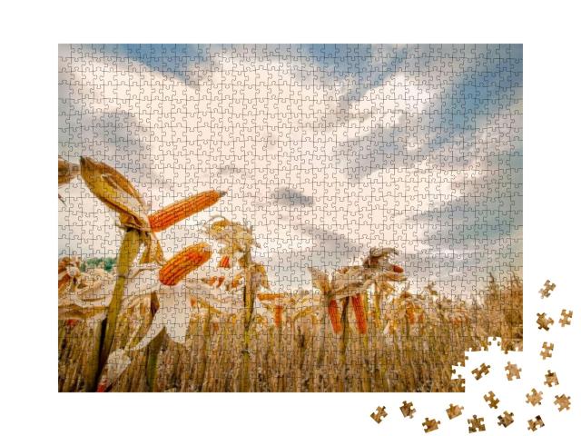Cornfield, Dry Corn, Maize Ready Harvest... Jigsaw Puzzle with 1000 pieces