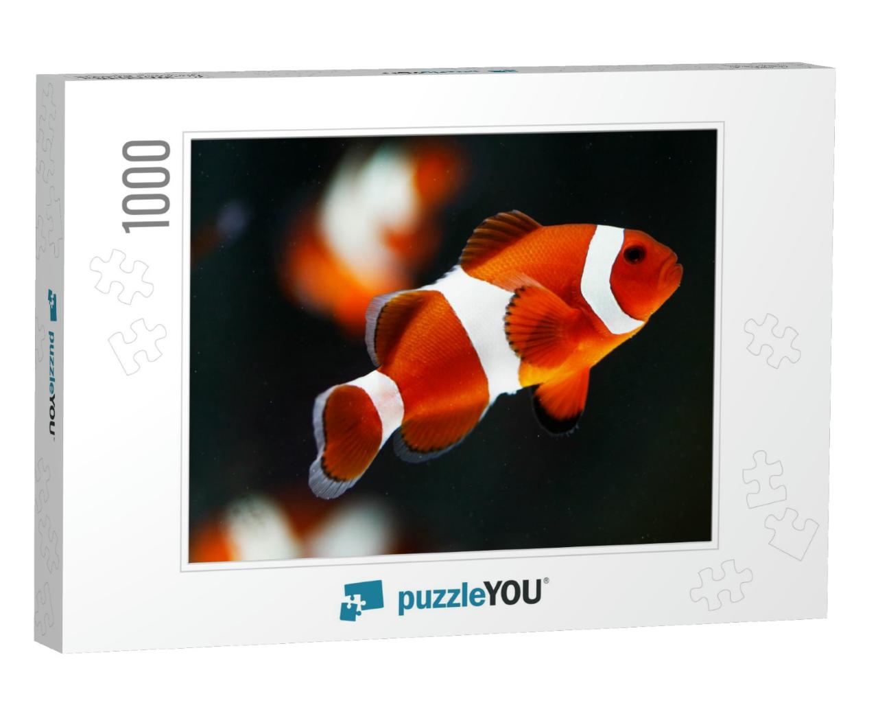 False Percala Clownfish or Ocellaris Clownfish Amphiprion... Jigsaw Puzzle with 1000 pieces