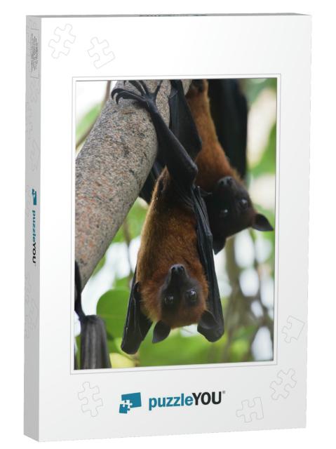 Two Bats Indian Flying Fox Hanging At a Tree in a Forest... Jigsaw Puzzle