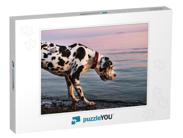 Side View of Interested Adorable Majestic Great Dane Harl... Jigsaw Puzzle