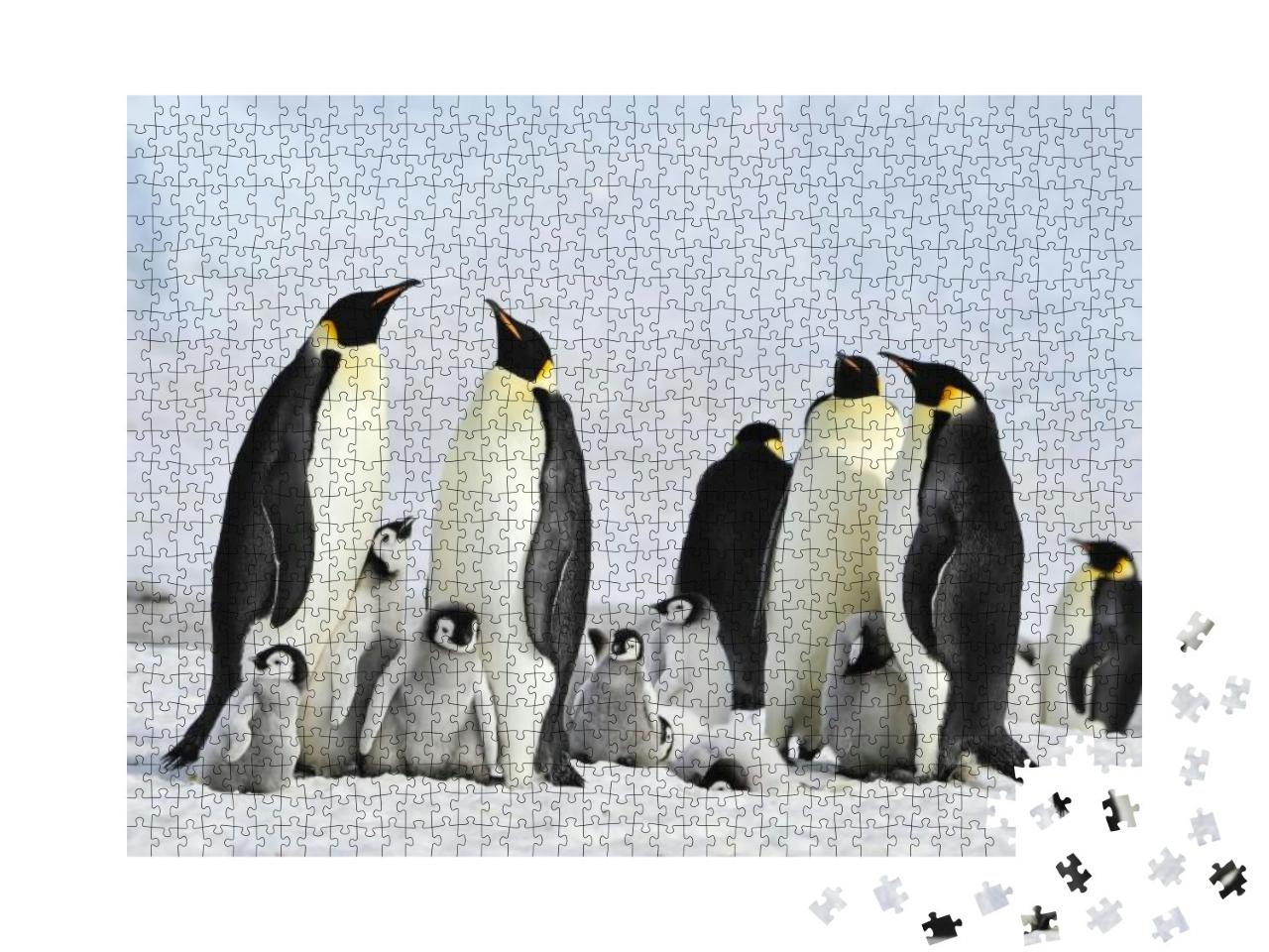 Emperor Penguin Colony At Snow Hill in Antarctica... Jigsaw Puzzle with 1000 pieces
