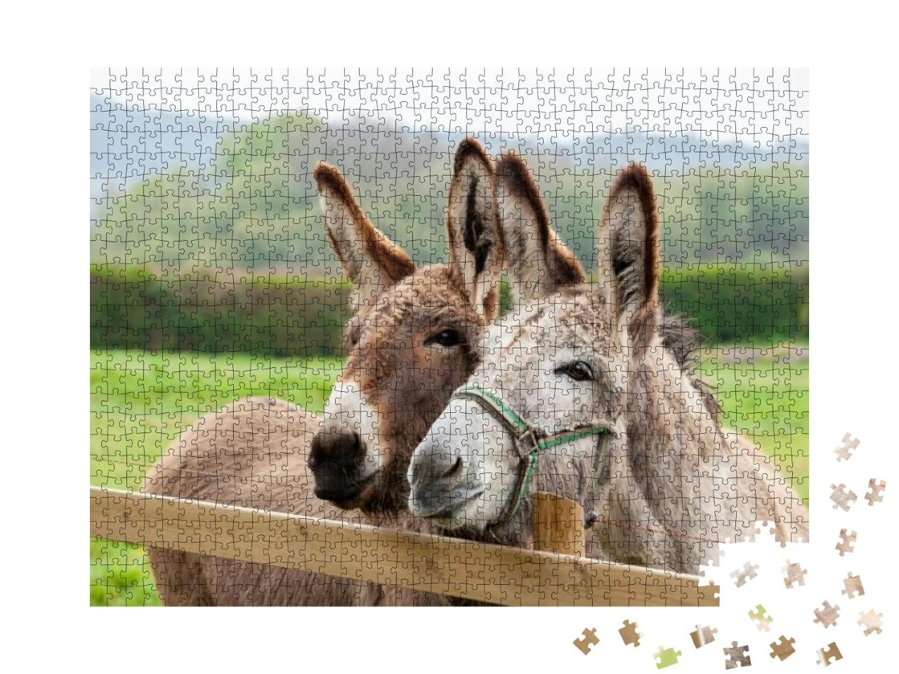 Family of Donkeys Outdoors in Spring. Couple of Donkeys o... Jigsaw Puzzle with 1000 pieces