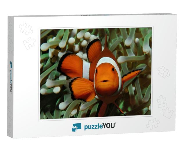 Amphiprion Western Clownfish Ocellaris Clownfish, False P... Jigsaw Puzzle