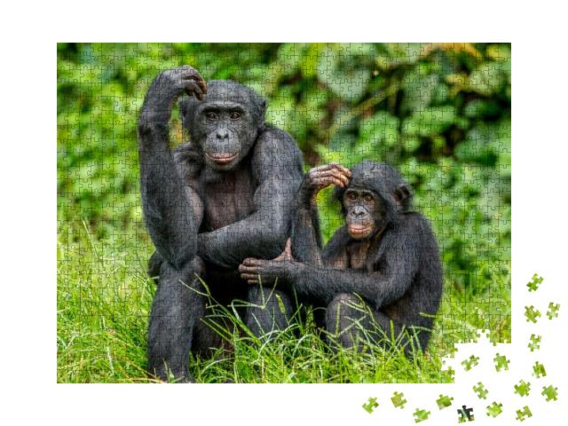 Female Bonobo with a Baby is Sitting on the Grass. Democr... Jigsaw Puzzle with 1000 pieces