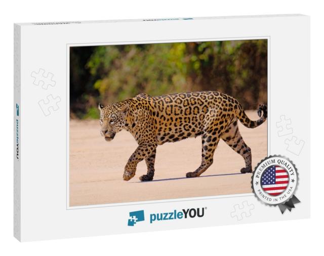 Jaguar, Panthera Onca, Female, Cuiaba River, Porto Jofre... Jigsaw Puzzle