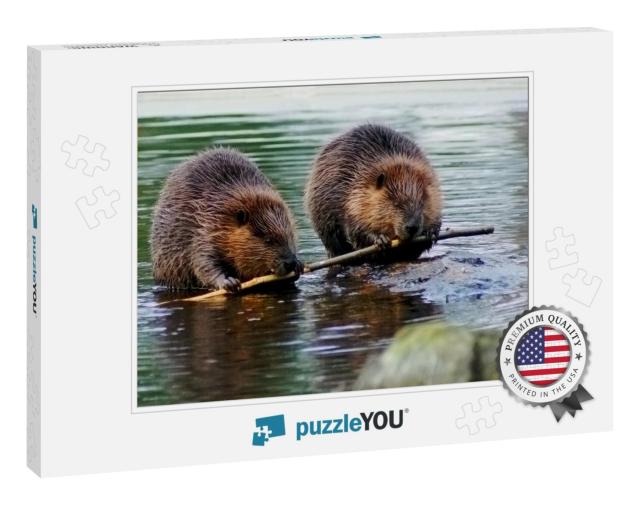 Beaver Couple Eating the Same Tree Branch... Jigsaw Puzzle