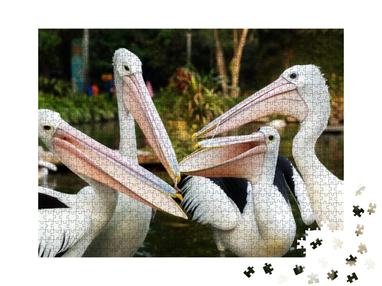 The Great White Pelican Pelecanus Onocrotalus Aka the Eas... Jigsaw Puzzle with 1000 pieces