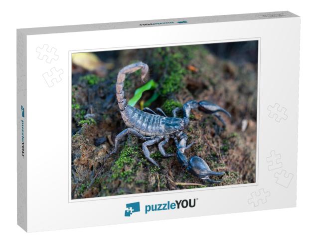 Heterometrus Longimanus Black Scorpion. Emperor Scorpion... Jigsaw Puzzle