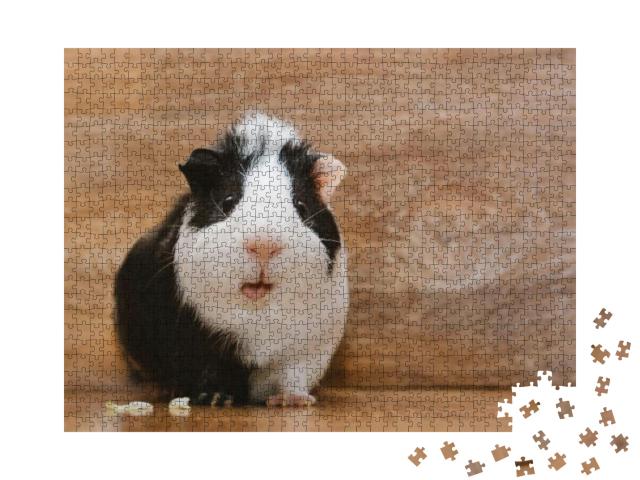 Little Black & White Guinea Eating Cabbage Leaf... Jigsaw Puzzle with 1000 pieces