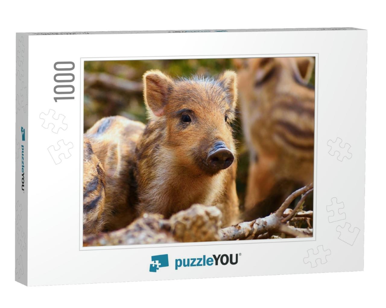 Beautiful Little Pigs Wild in Nature. Wild Boar. Animal i... Jigsaw Puzzle with 1000 pieces