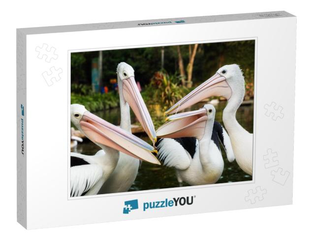 The Great White Pelican Pelecanus Onocrotalus Aka the Eas... Jigsaw Puzzle