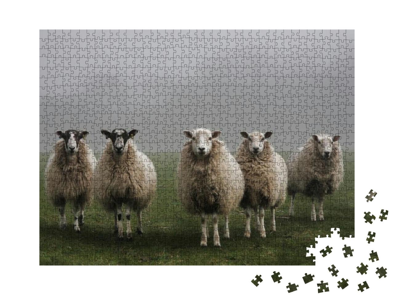 Five Sheep in a Field on a Misty Morning in Dorset... Jigsaw Puzzle with 1000 pieces