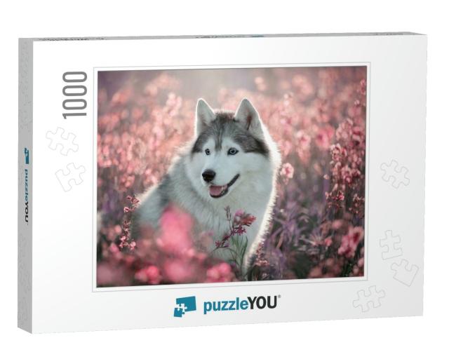 Dog Breed Siberian Husky Walking on a Flowering Field... Jigsaw Puzzle with 1000 pieces