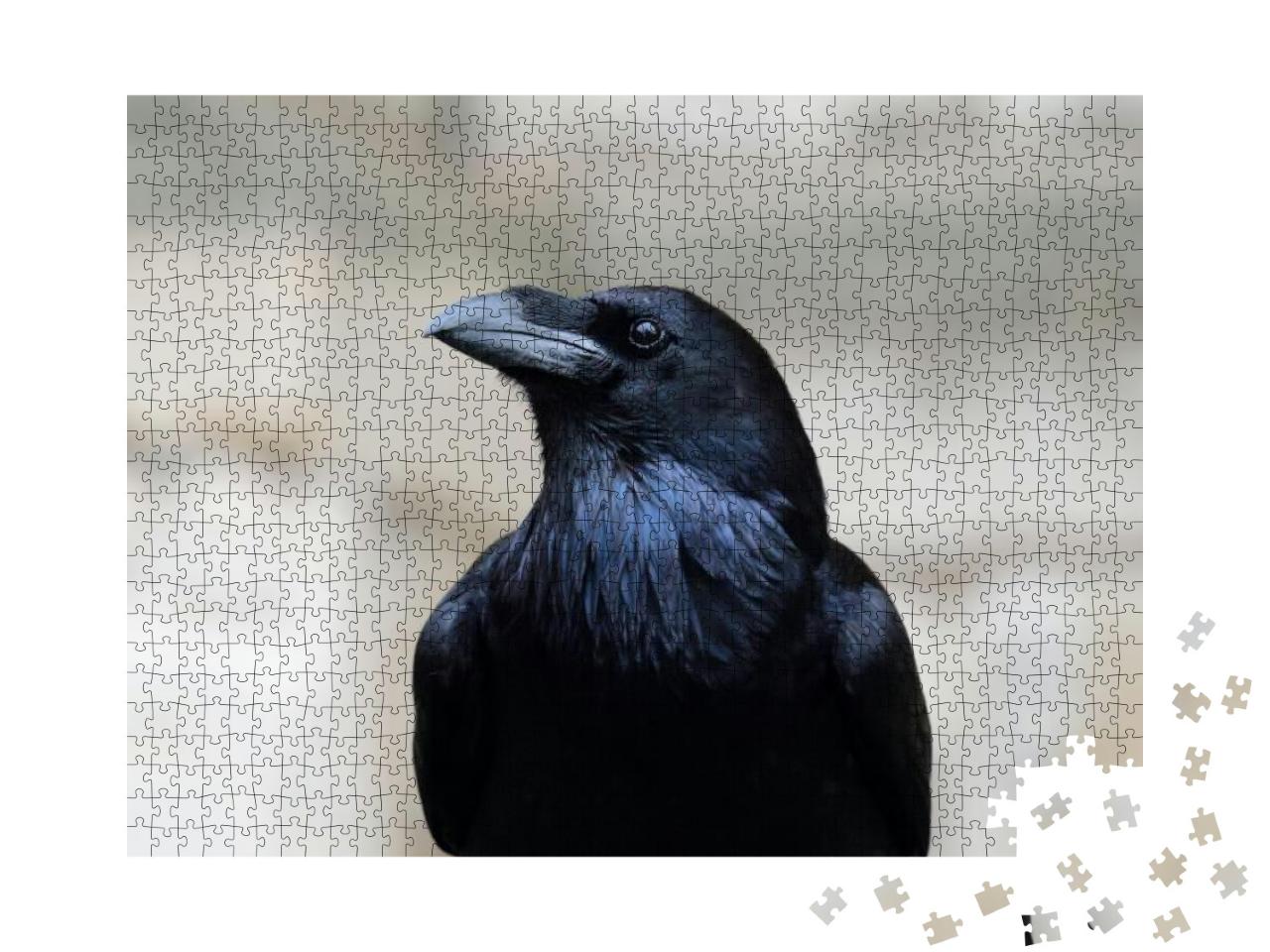 Close Up Portrait of a Common Raven Corvus Corax... Jigsaw Puzzle with 1000 pieces