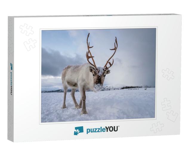 Portrait of a Reindeer with Massive Antlers Pulling Sleig... Jigsaw Puzzle