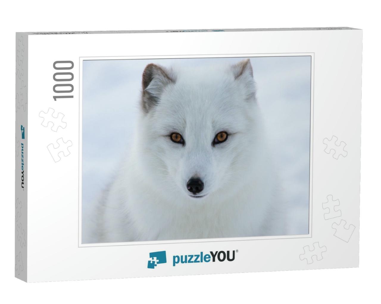 Arctic Fox on Snow Background... Jigsaw Puzzle with 1000 pieces