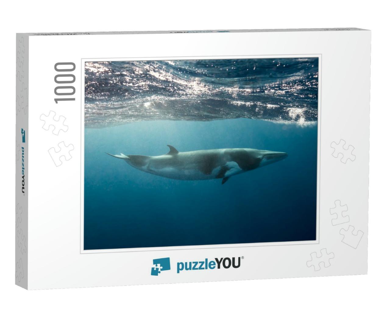 Dwarf Minke Whales, a Small Whale Seen While Snorkeling &... Jigsaw Puzzle with 1000 pieces