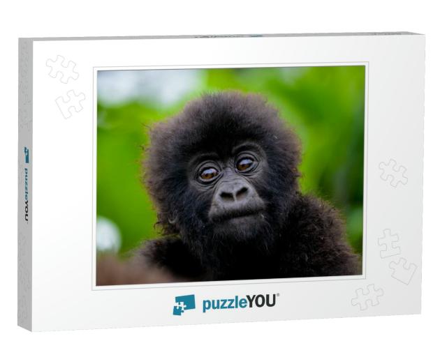 Cute Baby Gorilla in the Rwanda Forest... Jigsaw Puzzle