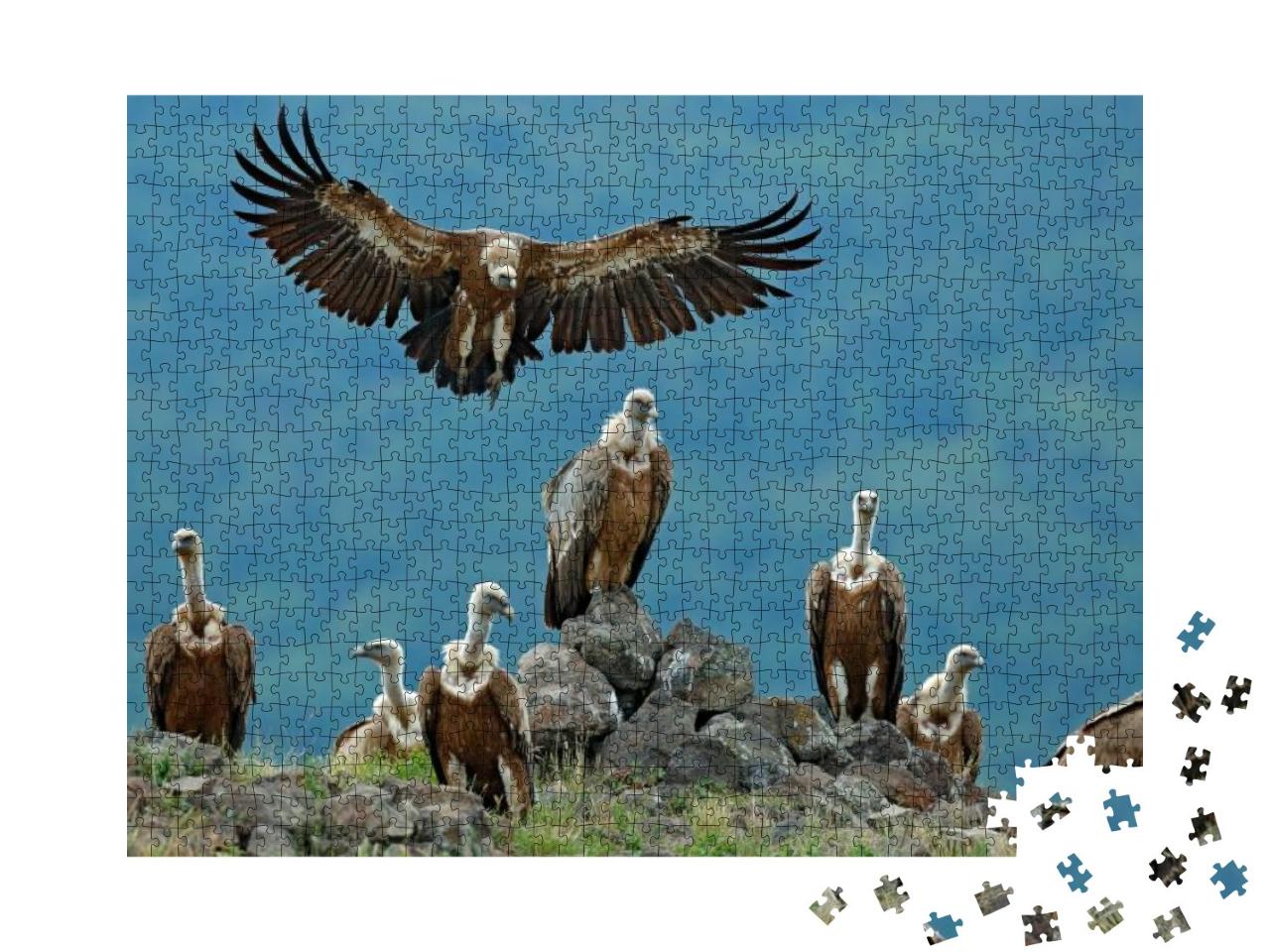Griffon Vulture, Gyps Fulvus, Big Birds of Prey Sitting o... Jigsaw Puzzle with 1000 pieces