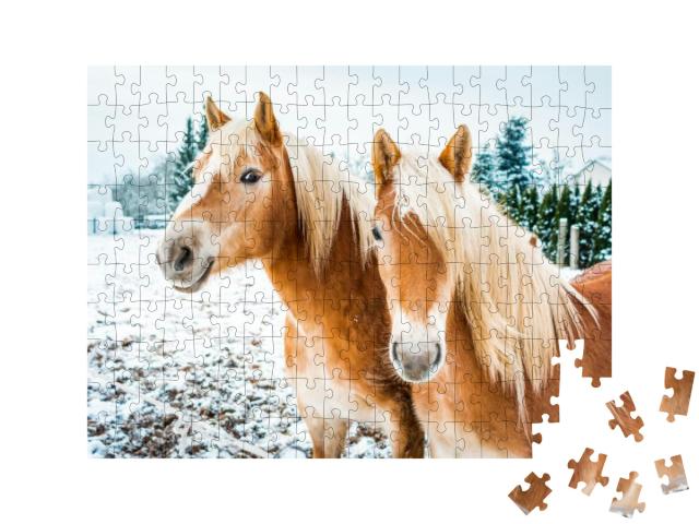 Haflinger Horses, Horse Couple Standing in Snow on a Cold... Jigsaw Puzzle with 200 pieces