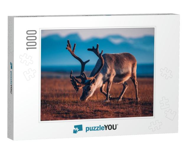 Landscape with Wild Reindeer. Summer Svalbard. with Massi... Jigsaw Puzzle with 1000 pieces