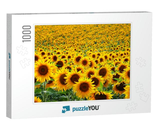 Sunflower Field... Jigsaw Puzzle with 1000 pieces