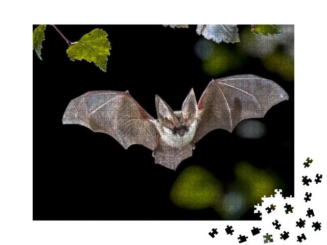 Flying Bat Hunting in Forest. the Grey Long-Eared Bat Ple... Jigsaw Puzzle with 1000 pieces