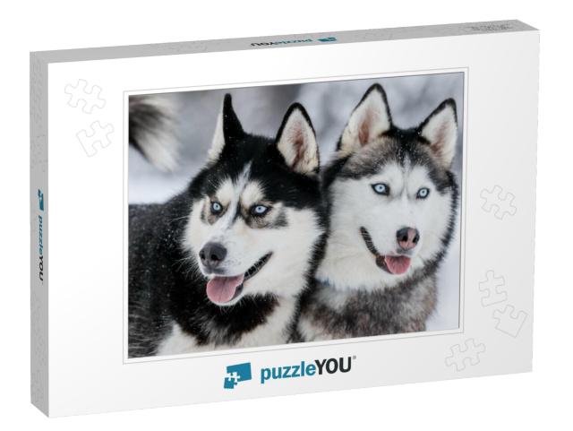 Portrait of a Siberian Husky, Friendship Forever. Pet. Hu... Jigsaw Puzzle