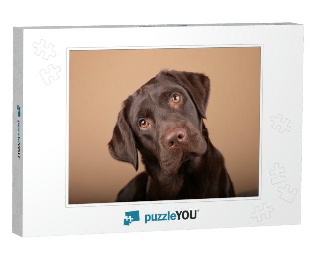 Dog Labrador Puppy Brown Chocolate in Studio, Isolated Ba... Jigsaw Puzzle
