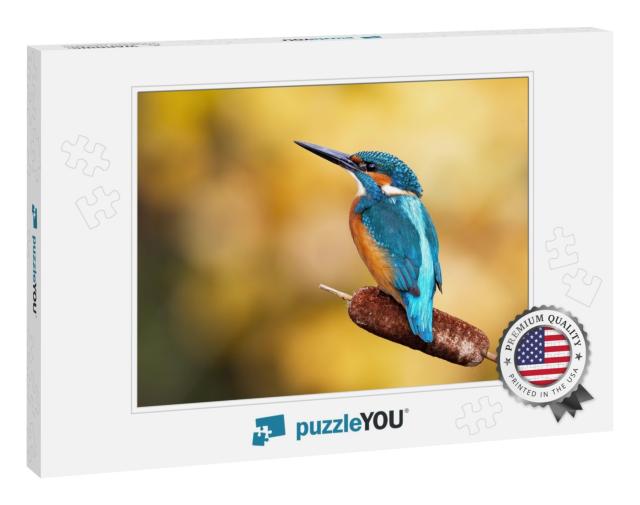Interested Common Kingfisher, Alcedo Atthis, Perched in N... Jigsaw Puzzle