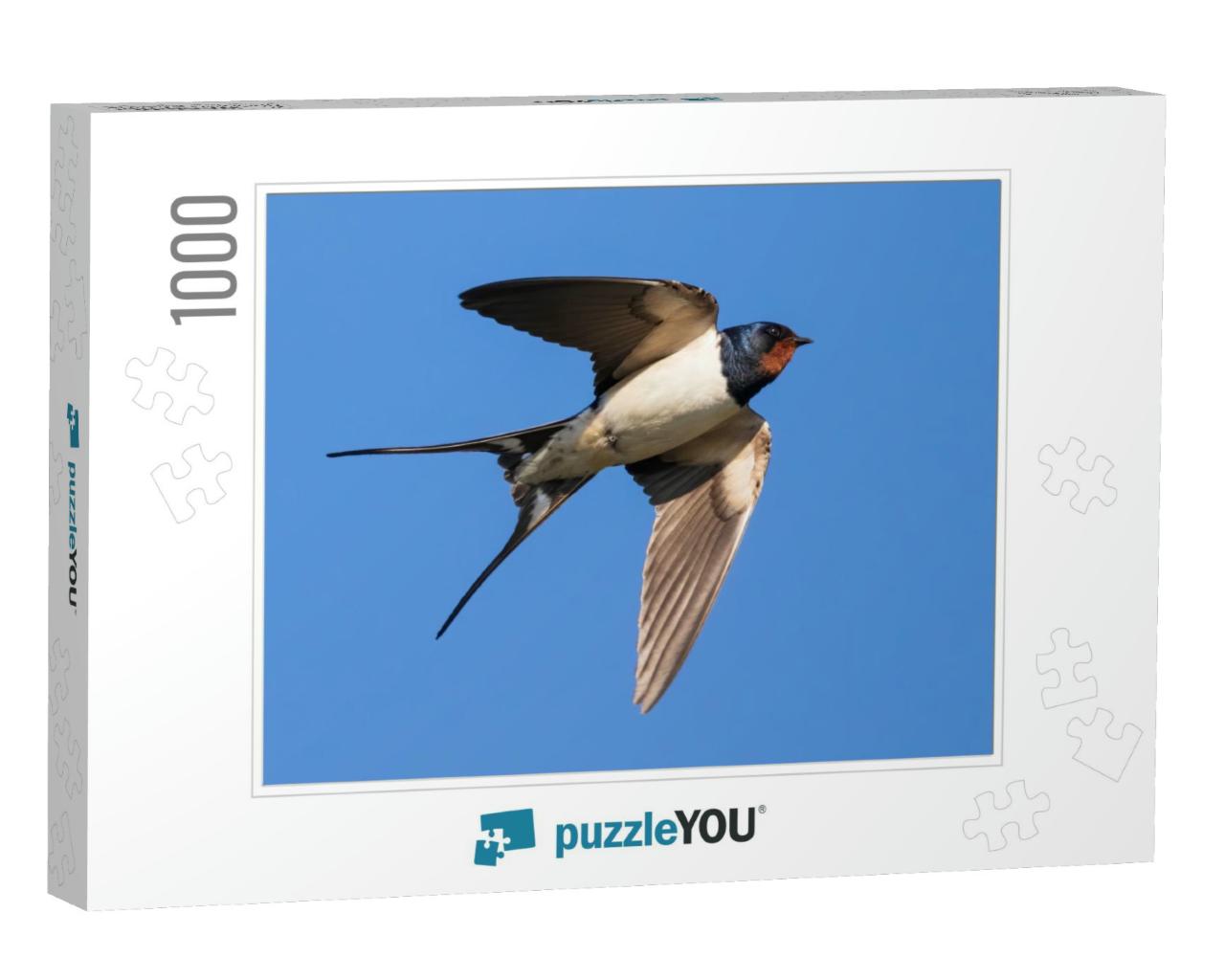 Portrait of a Flying Barn Swallow Rustica Hirundo in Fron... Jigsaw Puzzle with 1000 pieces