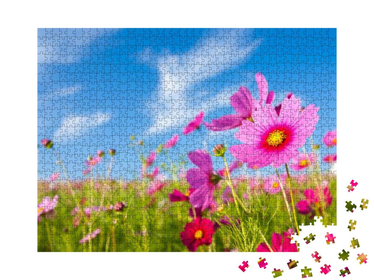 A Cosmos Flower Face to Sunrise in Field... Jigsaw Puzzle with 1000 pieces