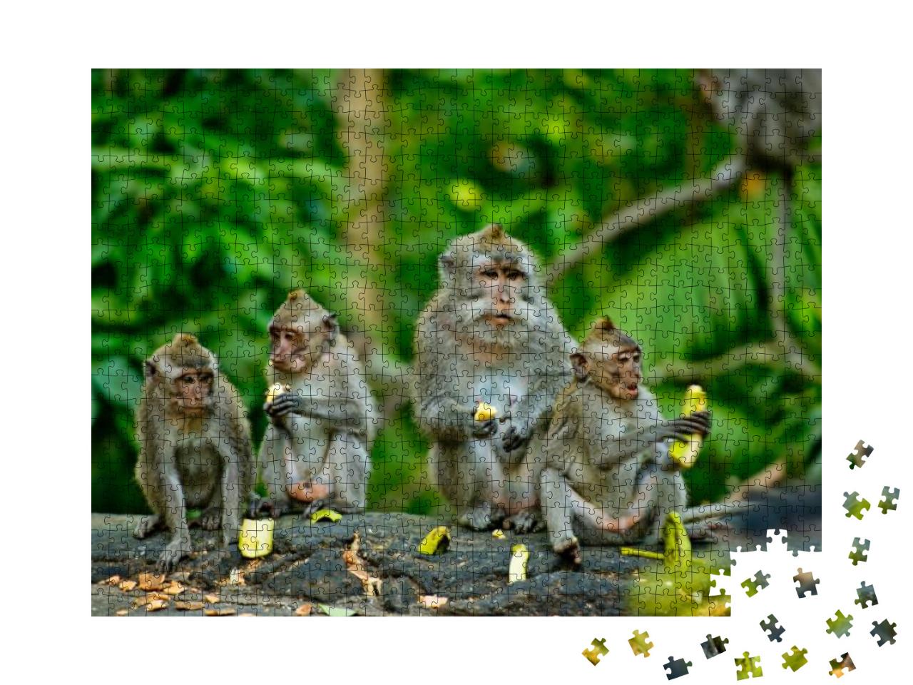 Adult Monkeys Sits & Eating Banana Fruit in the Forest. M... Jigsaw Puzzle with 1000 pieces