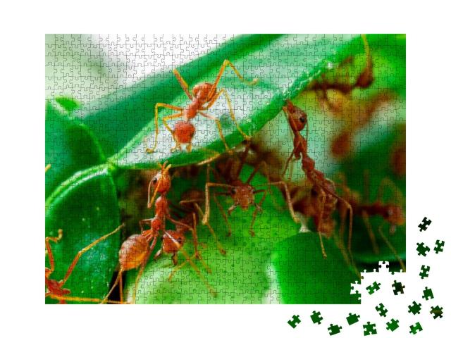 Red Ant, Ant Action Team Work for Build a Nest, Ant on Gr... Jigsaw Puzzle with 1000 pieces