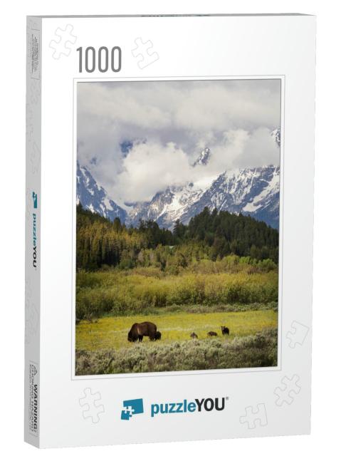 Usa, Wyoming, Grand Teton National Park. Female Grizzly B... Jigsaw Puzzle with 1000 pieces