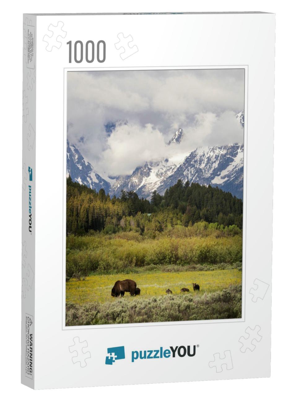 Usa, Wyoming, Grand Teton National Park. Female Grizzly B... Jigsaw Puzzle with 1000 pieces